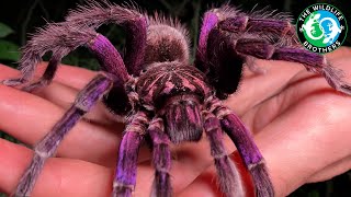 This Spider Will Cure Your Arachnophobia - The GIANT Purple Bird-eater