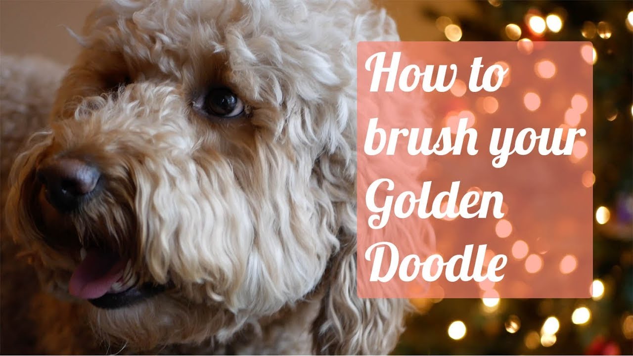 How to brush your Goldendoodle (Why does your doodle come home shaved?) - YouTube