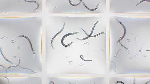 Worms living in a GRID containing many micro-chambers with fluid walls