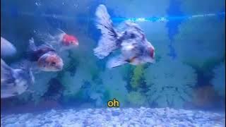 IKAN DALAM KOLAM  #GITA KDI