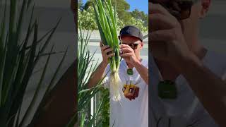 Vertical farming 264 green onions on 1 aeroponic tower #aeroponics #farming #hydroponics