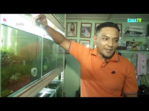 Video: Jenis-jenis Ikan Akuarium Tropika Air Tawar
