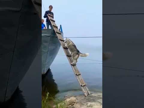 200 IQ husky Climbs Ladder Board Boat