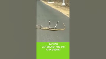 BẦY RẮN LÀM CHUYỆN KHÓ COI GIỮA ĐƯỜNG! | Nhà 2 Lúa #shorts #bayran #ranhomang #snake