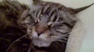 Maine Coon Sleeping Beauty Peaty by Christian Macha 2,267 views 14 years ago 38 seconds