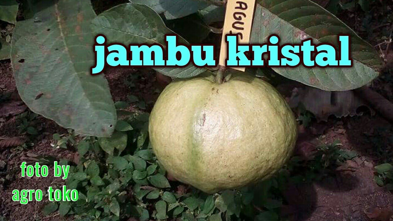 Jambu kristal 