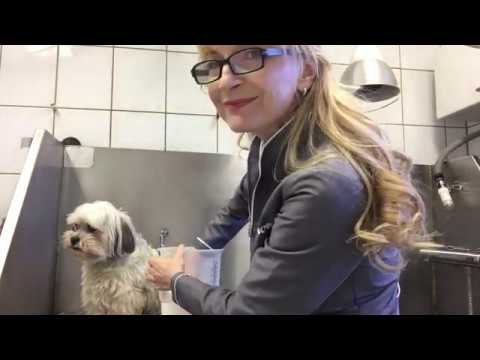 Video: Wie Sie Ihren Hund richtig baden