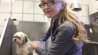 Hund richtig baden erklärt von Claudia Franke