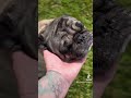 BASCO-MY BABY! #basco #pug #onceinalifetimedog