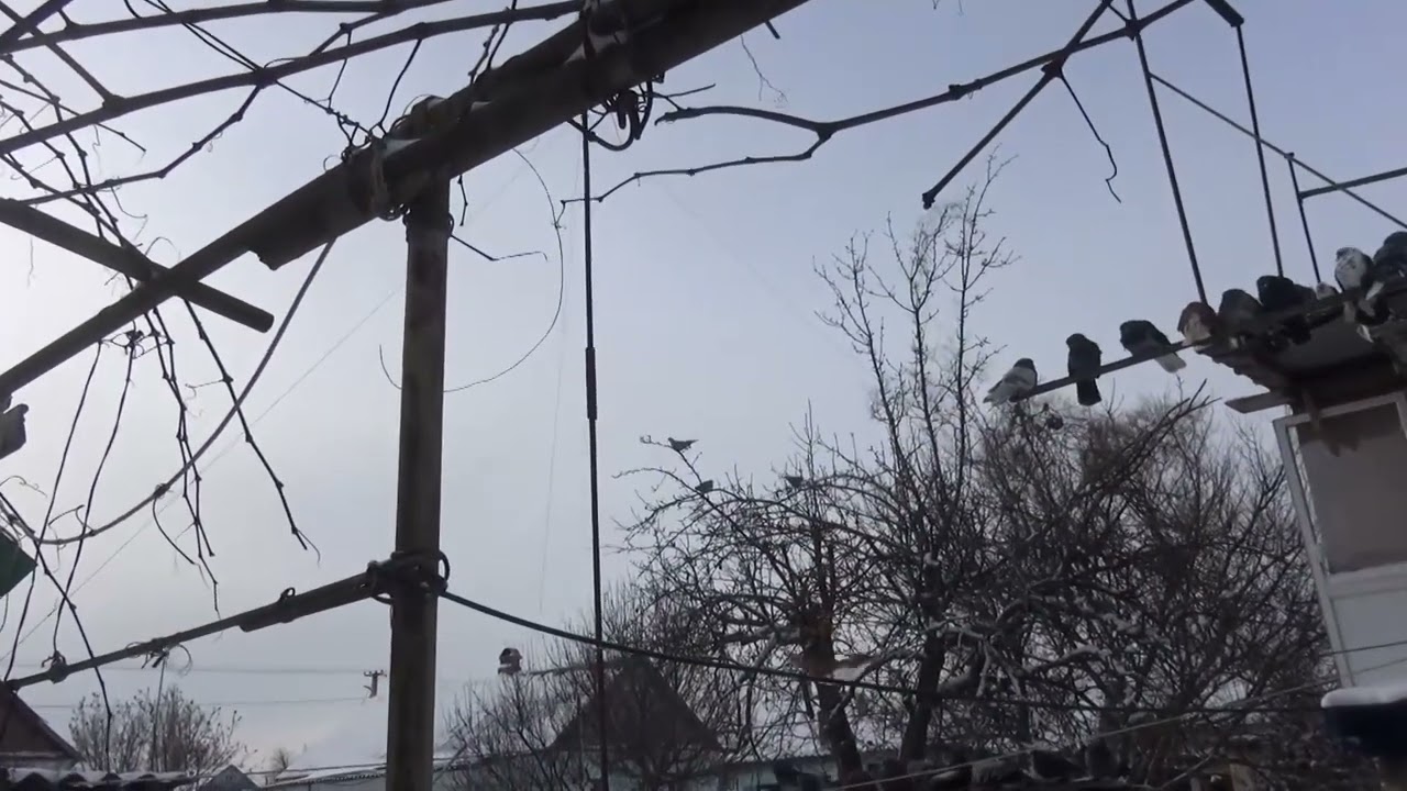 Не только снег падает, но и чужие голуби тоже......