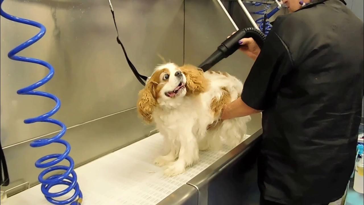 Cavalier King Charles De-Shed - Youtube