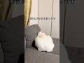 ウソやろその寝顔… #本当はすごく可愛い猫 #音読さん #猫 #ねこのいる生活 #cat