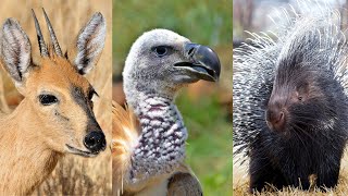 Porcupine, Antelope & Vultures Released back into the Wild
