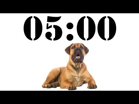5 Minute Dog