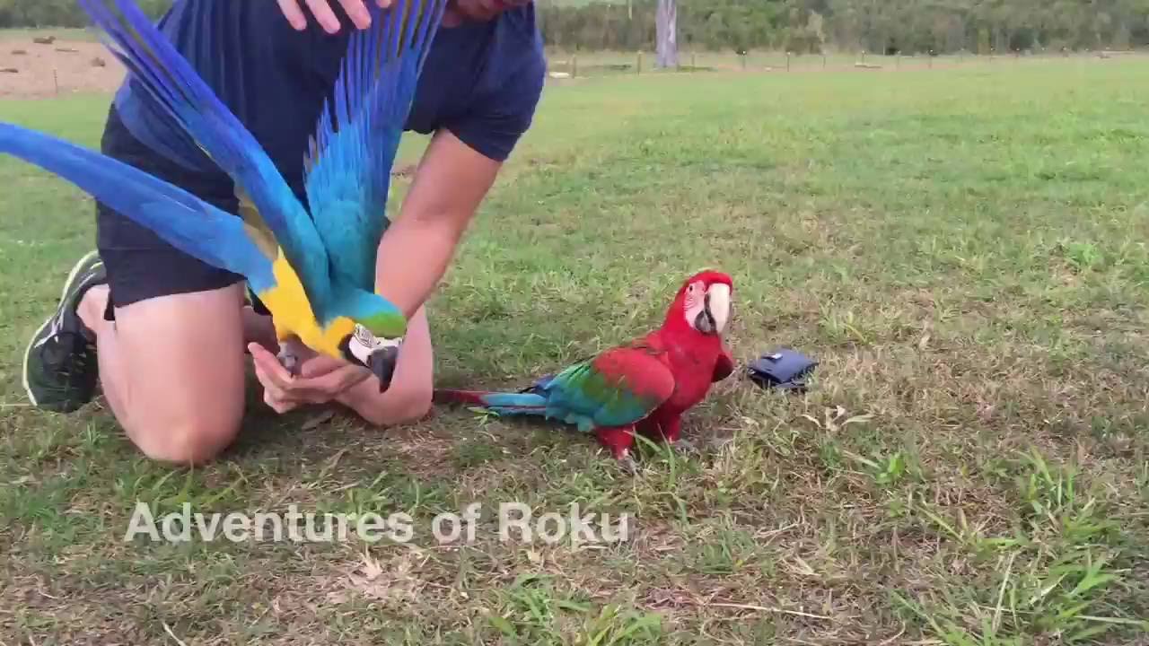 Parrots play like crazy and fly around - YouTube