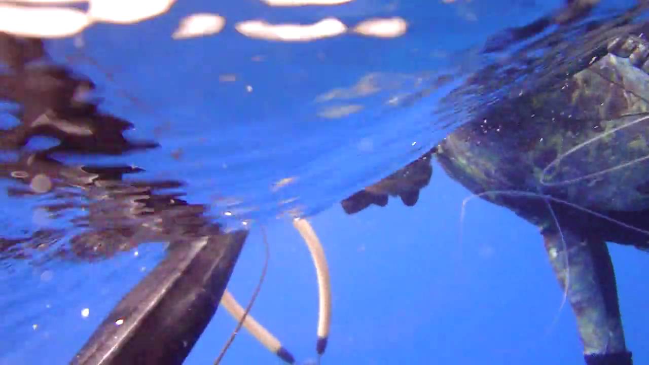 pescasub corva a la caida