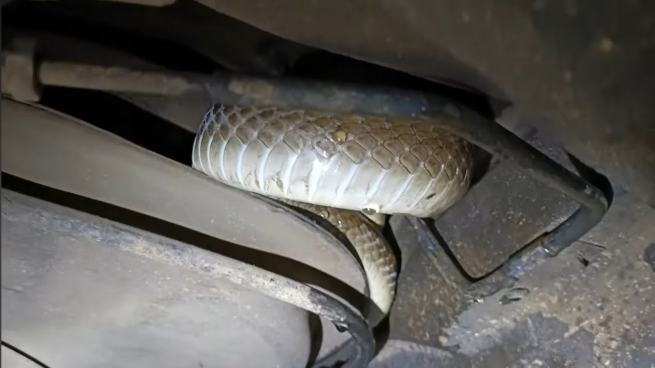 Black Mamba climbed up under their car 😳
