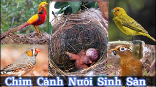 Top 10 Loài chim nuôi sinh sản đơn giản nhất Aviary & trong điều kiện nuôi nhốt || Đạt Bird TV