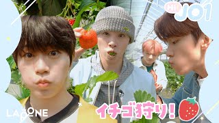 [Hi! JO1] EP.14🍓イチゴ狩り対決🍓前編