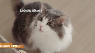 TOP 10 CATS FROM EUROPE - Which breed is your favorite? by Hugging Cats 131 views 1 year ago 6 minutes, 27 seconds