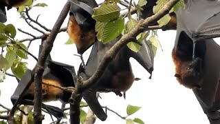 How bats give birth. All the unknown facts about bats. Incredible Facts about Bat