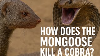 How a Tiny Mongoose Destroys a Deadly Cobra