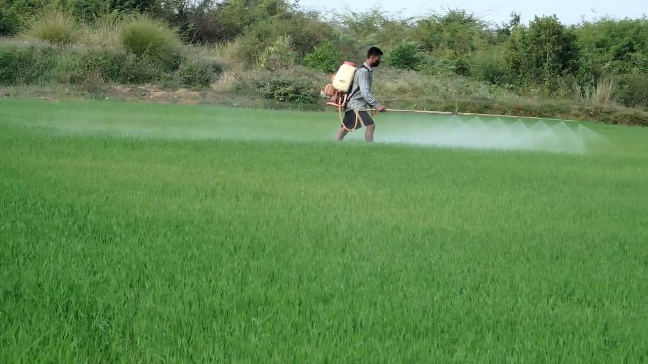 Praying rice ការបាញ់ថ្នាំស្រូវ - YouTube