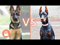 German Shepherd VS. Doberman 🐶⚡ Which is Best for You?