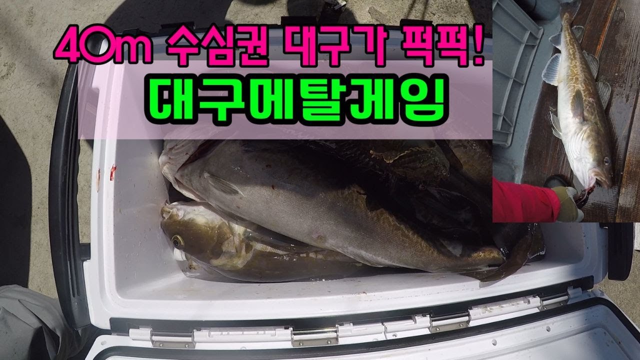 40m 수심에서 대구가 퍽퍽#대구루어낚시#대구라바#대구메탈