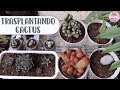 Plantando cactus, lithops y haworthias│Candy Bu