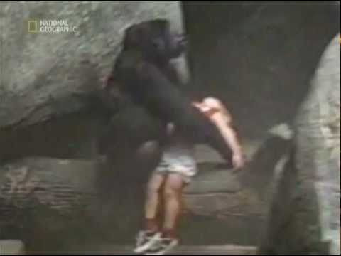 Ребенок упал в вольер с гориллами