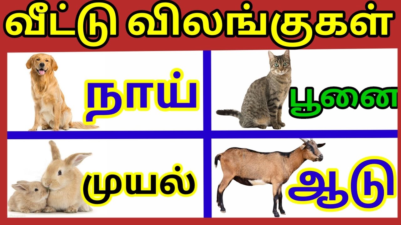 வீட்டு விலங்குகள்| பண்ணை விலங்குகள்| செல்லப்பிராணிகள்| domestic animals  names in Tamil|prinit - YouTube