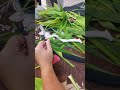 Making ti-leaf Tahitian headpiece