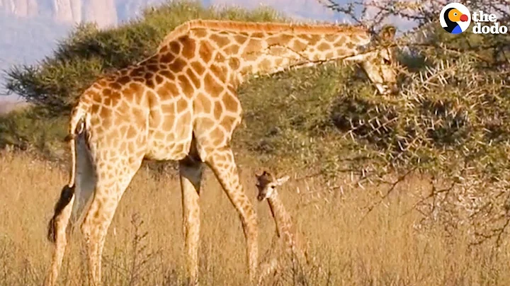 Baby Giraffe Takes His First Steps Minutes After He's Born | The Dodo - DayDayNews