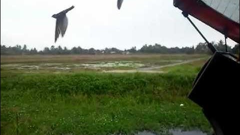 Swiftlet Calling The Right Sound