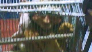 La Historia De Un Duende Atrapado, Enjaulado Y Fotografiado