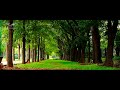 Cubbon park bangalore  garden city bengaluru  cubbon park covid19 lockdown  bangalore tourism 4k