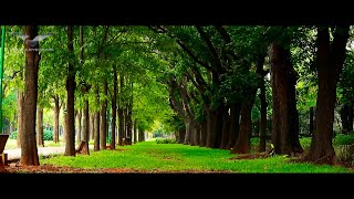 Cubbon Park Bangalore | Garden City Bengaluru | Cubbon Park Covid19 Lockdown | Bangalore Tourism| 4K