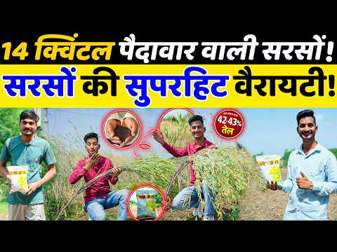 14 क्विंटल पैदावार वाली सरसों 🌾 || Star Agriseeds Star 10-15 Hybrid Mustard // Sarso ki Kheti