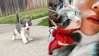 Stray Kitten Follows Man Home And Becomes His Best Friend