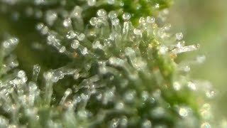 RQS Haze Berry – Night Edition 🌙 | Pure Frost & Trichome Showcase (4K)