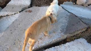 Neiki y Benja 20171114 1-2