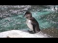 羽村市動物公園 桜・SAKURA・フンボルトペンギン の動画、YouTube動画。