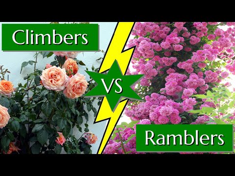 Video: Shrubs (roses): description and photo. Semi-climbing roses