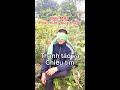 Phân biệt cây Thanh táo và cây Chiều tím cực dễ