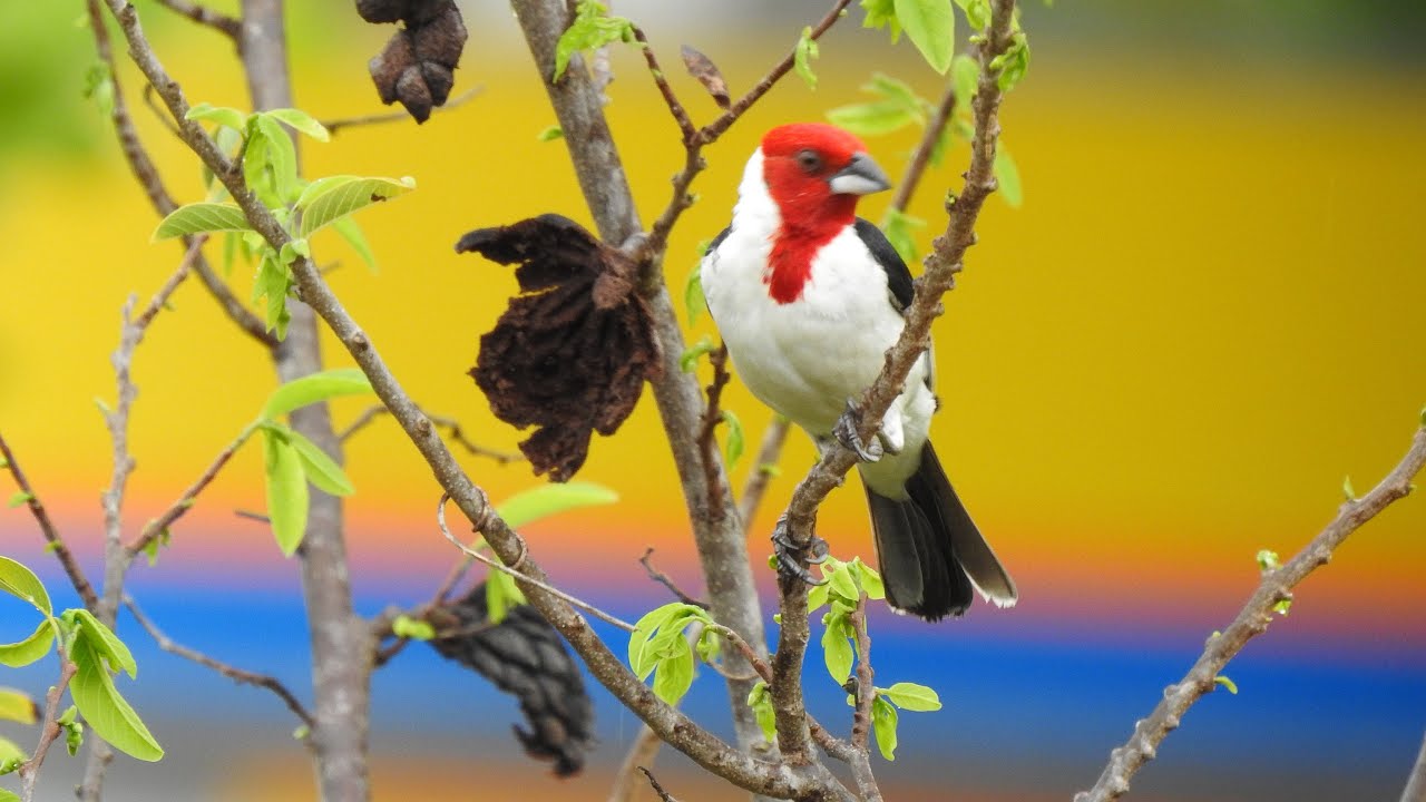 Como Deixar Um Galo De Campina Cantador
