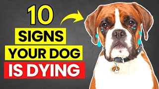 Top 10 Signs Your Dog is Dying | Symptoms and Reasons for Different Diseases in Dogs by Makoree Pet Corner 181 views 1 year ago 8 minutes, 41 seconds