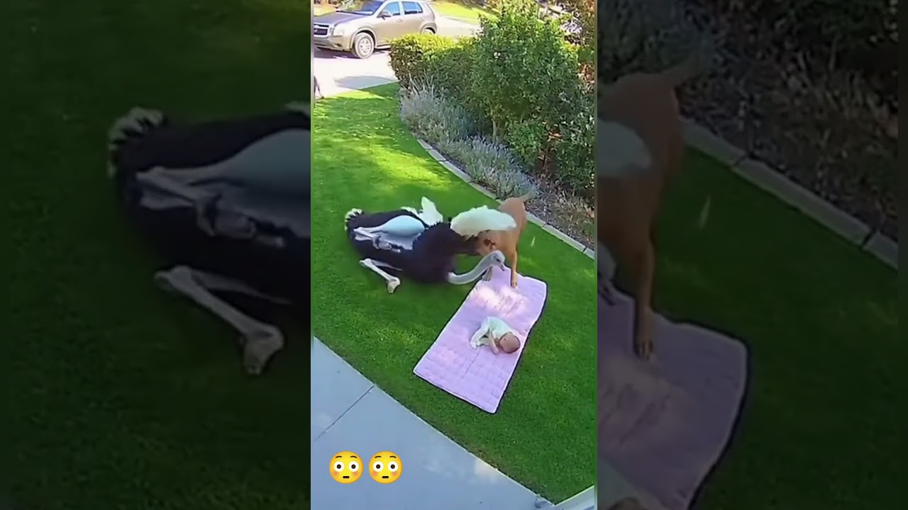 caught on camera! brave dog saves baby from an ostrich