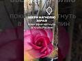 Не купуй магнолію, поки не подивишся це відео #short #shortsvideo #magnolia #nursery #gardener