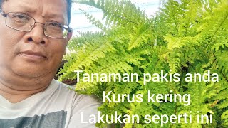cara merimbunkan tanaman pakis boston